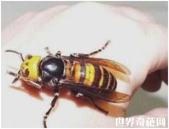世界上最大的马蜂——日本大黄蜂