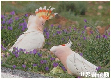 米切氏凤头鹦鹉