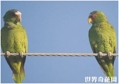 亚马逊鹦鹉