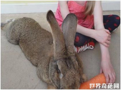 世界上最大的兔子——大流士兔子