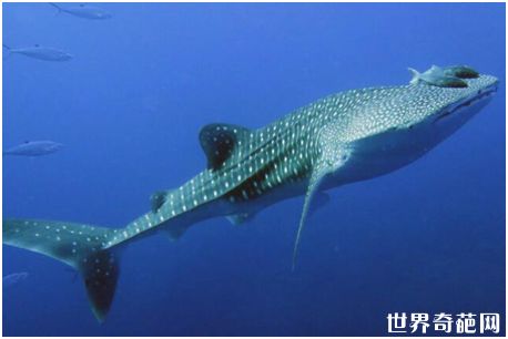 世界上最大的鱼——鲸鲨