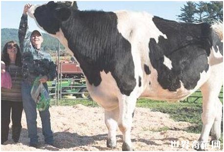 世界上最大的奶牛——美国黑白花牛Danniel