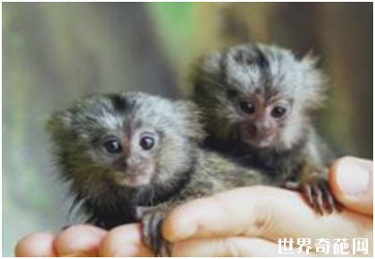 世界上最小的猴子——狨猴