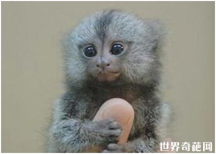 世界上最小的猴子——狨猴