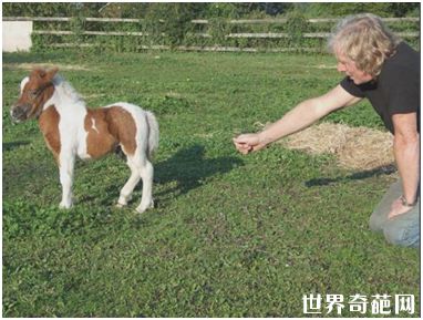 世界上最小的马 高仅43厘米不及人的膝盖