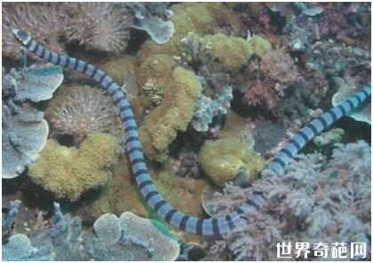 海洋里最毒的蛇，贝尔彻海蛇