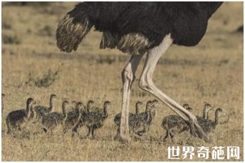 世界上体型最大的鸟——鸵鸟