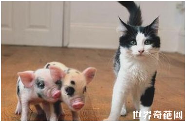 世界上最小的猪——微型猪