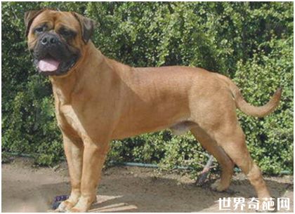 世界上最大的犬种——马士提夫犬
