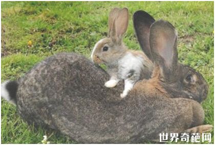 世界上最大的兔子——大流士兔子