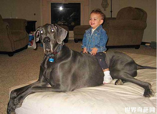 世界最高的狗——大乔治
