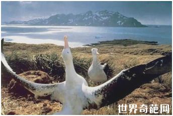 世界上翼展最大的鸟——漂泊信天翁