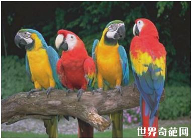 金刚鹦鹉