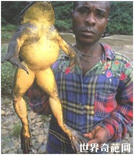 世界上最大的蛙 身长可达一米
