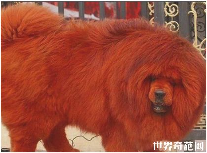 世界上最贵的狗——纯红藏獒