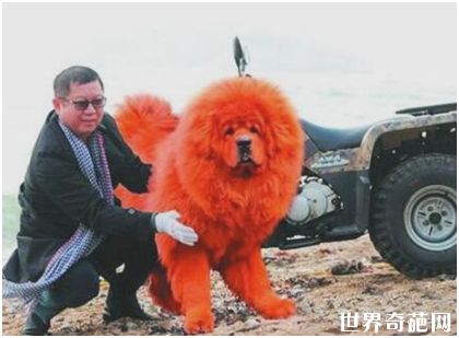 世界上最贵的狗——纯红藏獒