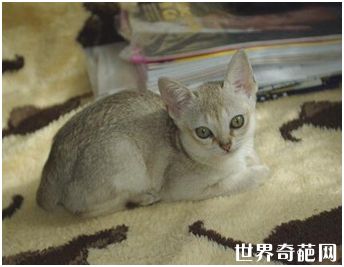 世界上最小的猫种——新加坡猫