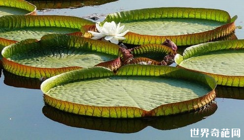 开花时的王莲