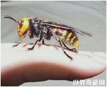 世界上最大的马蜂——日本大黄蜂