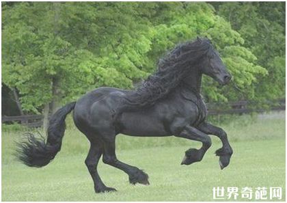 世界最帅长发马 拥有飘逸鬃毛配种费高达3万元