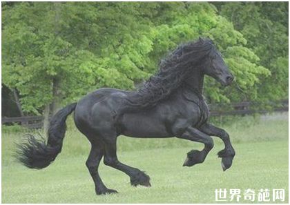 世界最帅长发马——“腓特烈二世”