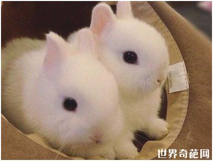 世界上最小的兔子——荷兰侏儒兔