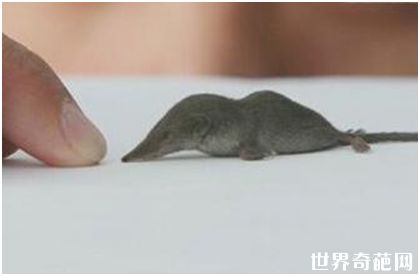 世界上最小的哺乳动物 体长4厘米不及大拇指长