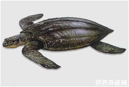 世界上最大的龟 体长3米濒临灭绝