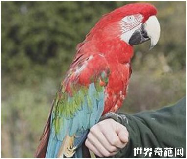 世界上最长寿的鹦鹉 活了104年比人还长命