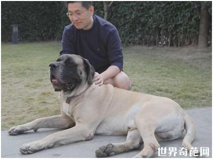 世界上最大的犬种——马士提夫犬