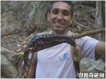 加拉帕格斯巨人蜈蚣