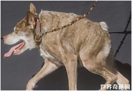 世界上最丑的狗——卡西莫多