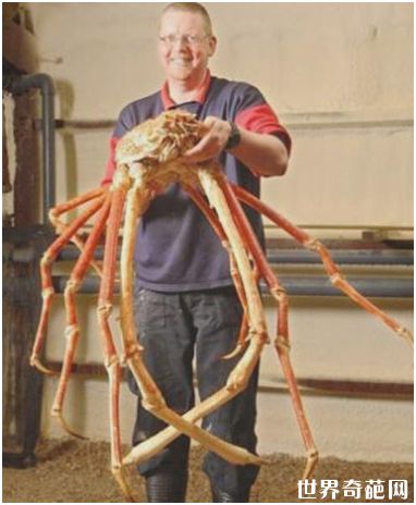 世界上最大的蟹——甘氏巨螯蟹