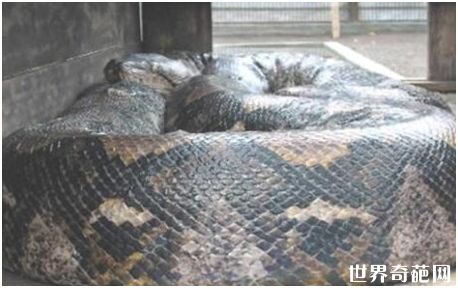 世界上最长的蛇
