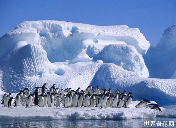世界上最冷的地方-南极洲