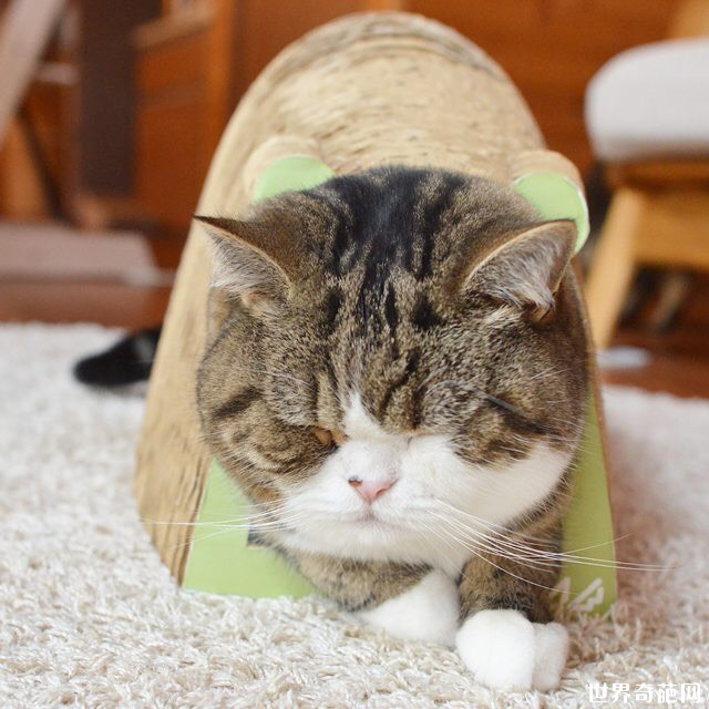 Maru