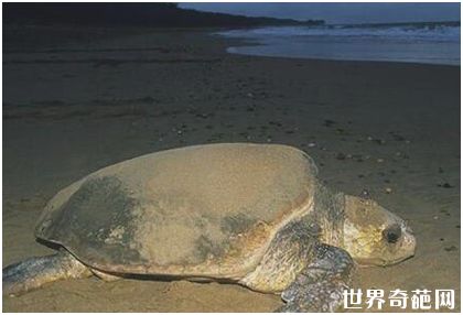 世界上最大的龟 体长3米濒临灭绝