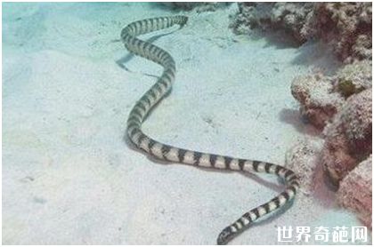 海洋里最毒的蛇，贝尔彻海蛇