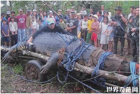 世界上最大的鳄鱼——咸水鳄洛龙