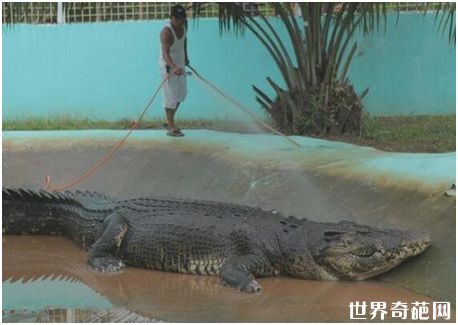 世界上最大的鳄鱼——咸水鳄洛龙