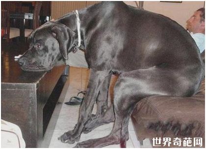 世界上最大的狗——大丹狗大乔治
