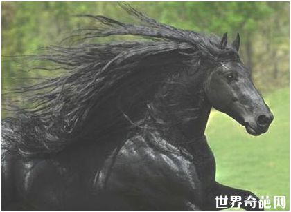 世界最帅长发马——“腓特烈二世”