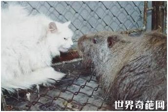 西安秦岭野生动物园的海狸鼠