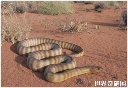 陆地上最毒的蛇，细鳞太攀蛇