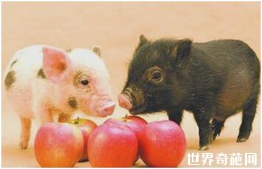 世界上最小的猪——微型猪