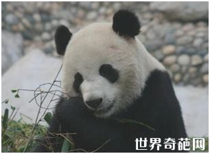 世界上最小的熊猫 出生时体重仅有51克
