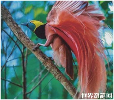 世界上最美的鸟——极乐鸟