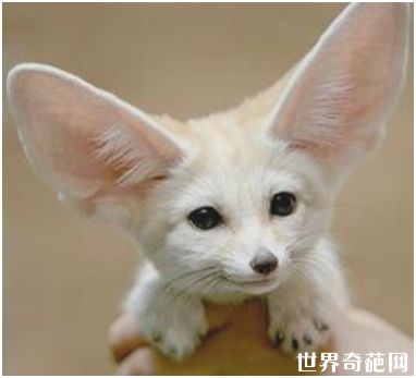 世界上最小的狐狸——耳廓狐
