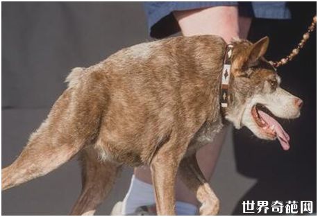 世界上最丑的狗——卡西莫多