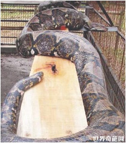世界上最长的蛇